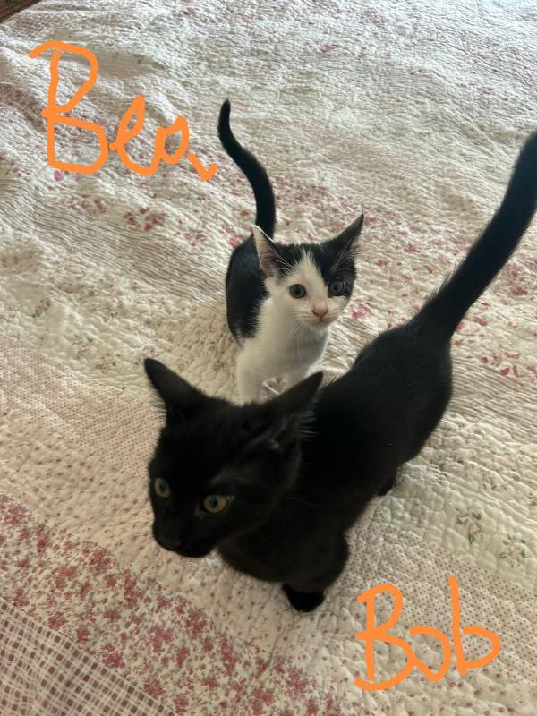 Bob E Bea 